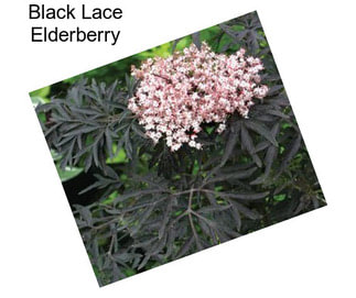 Black Lace Elderberry