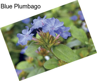 Blue Plumbago