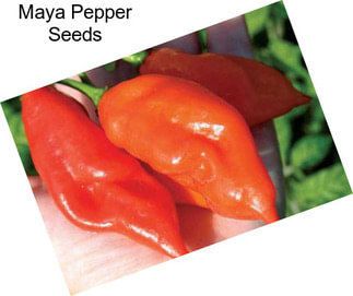 Maya Pepper Seeds