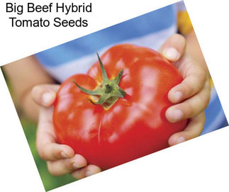 Big Beef Hybrid Tomato Seeds