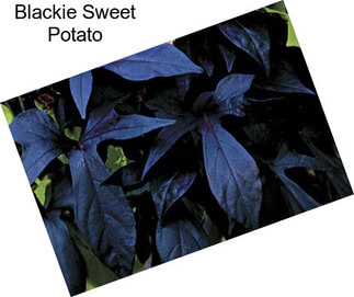 Blackie Sweet Potato