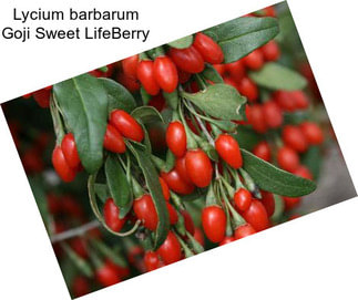 Lycium barbarum Goji Sweet LifeBerry