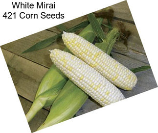 White Mirai 421 Corn Seeds