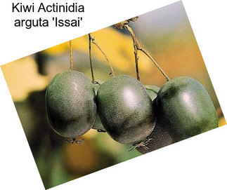 Kiwi Actinidia arguta \'Issai\'