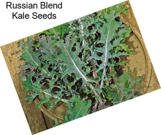 Russian Blend Kale Seeds