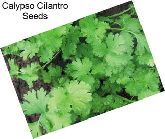 Calypso Cilantro Seeds