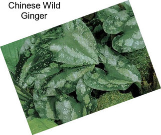 Chinese Wild Ginger