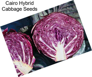 Cairo Hybrid Cabbage Seeds