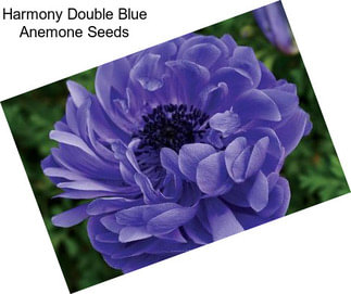Harmony Double Blue Anemone Seeds