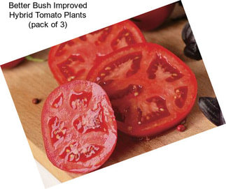 Better Bush Improved Hybrid Tomato Plants (pack of 3)