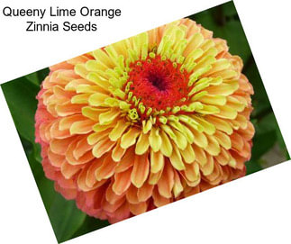 Queeny Lime Orange Zinnia Seeds