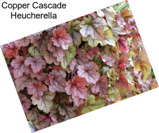 Copper Cascade Heucherella