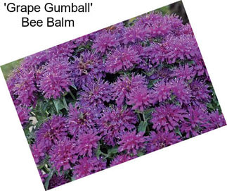\'Grape Gumball\' Bee Balm