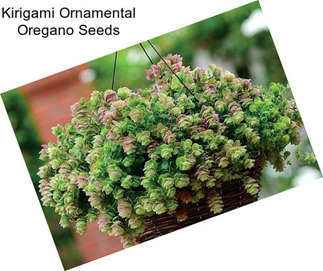 Kirigami Ornamental Oregano Seeds