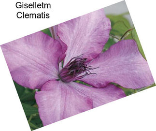 Giselletm Clematis