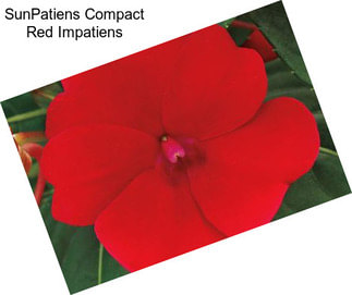 SunPatiens Compact Red Impatiens