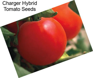 Charger Hybrid Tomato Seeds