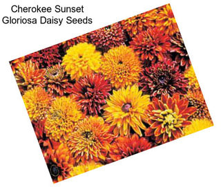 Cherokee Sunset Gloriosa Daisy Seeds
