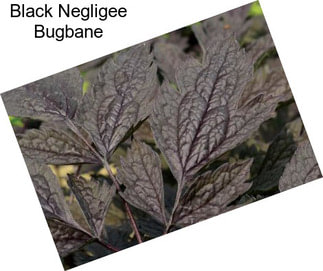 Black Negligee Bugbane