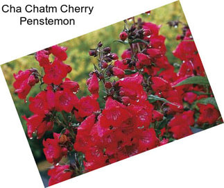 Cha Chatm Cherry Penstemon