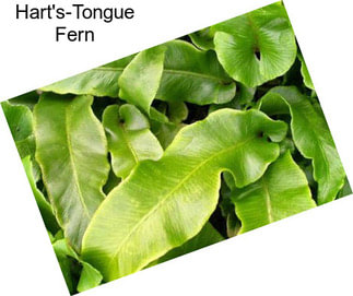 Hart\'s-Tongue Fern