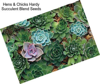 Hens & Chicks Hardy Succulent Blend Seeds