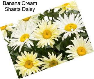 Banana Cream Shasta Daisy