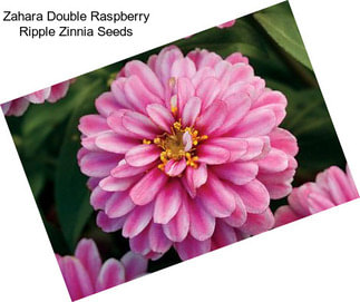 Zahara Double Raspberry Ripple Zinnia Seeds
