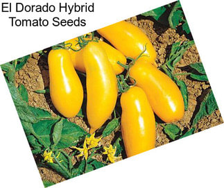 El Dorado Hybrid Tomato Seeds