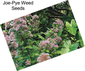 Joe-Pye Weed Seeds