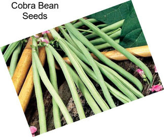 Cobra Bean Seeds