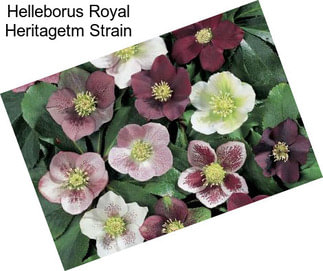 Helleborus Royal Heritagetm Strain