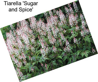 Tiarella \'Sugar and Spice\'