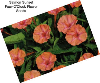Salmon Sunset Four-O\'Clock Flower Seeds