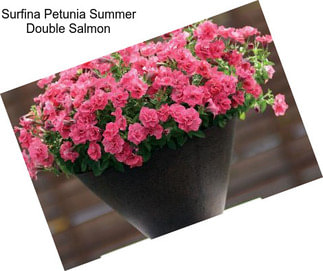 Surfina Petunia Summer Double Salmon