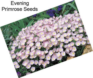 Evening Primrose Seeds