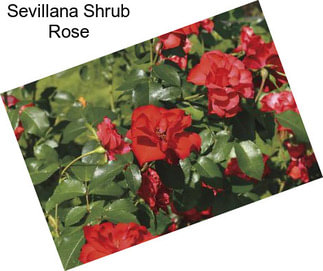 Sevillana Shrub Rose