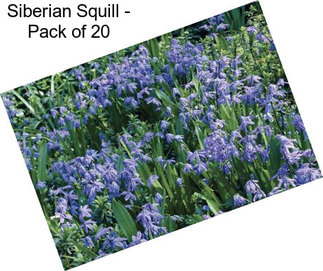 Siberian Squill - Pack of 20