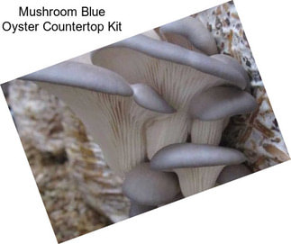 Mushroom Blue Oyster Countertop Kit