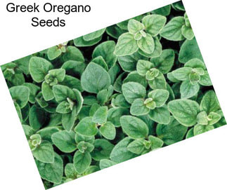 Greek Oregano Seeds