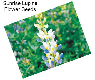 Sunrise Lupine Flower Seeds