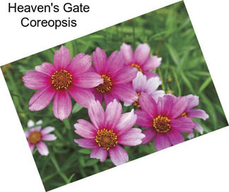 Heaven\'s Gate Coreopsis
