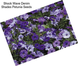 Shock Wave Denim Shades Petunia Seeds