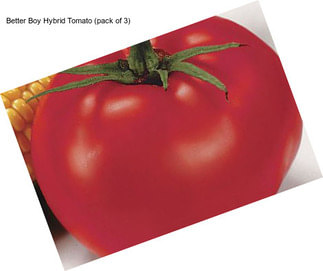 Better Boy Hybrid Tomato (pack of 3)