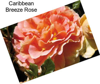 Caribbean Breeze Rose