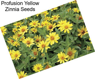 Profusion Yellow Zinnia Seeds