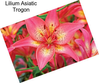 Lilium Asiatic Trogon