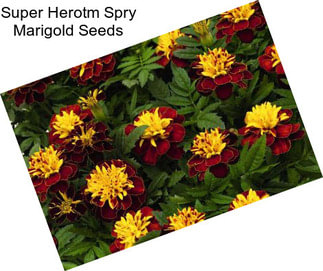 Super Herotm Spry Marigold Seeds