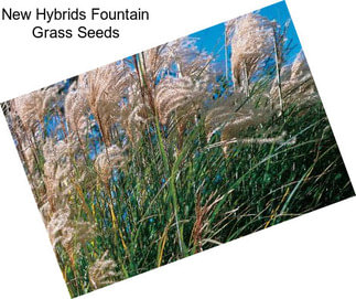 New Hybrids Fountain Grass Seeds