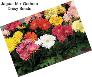 Jaguar Mix Gerbera Daisy Seeds